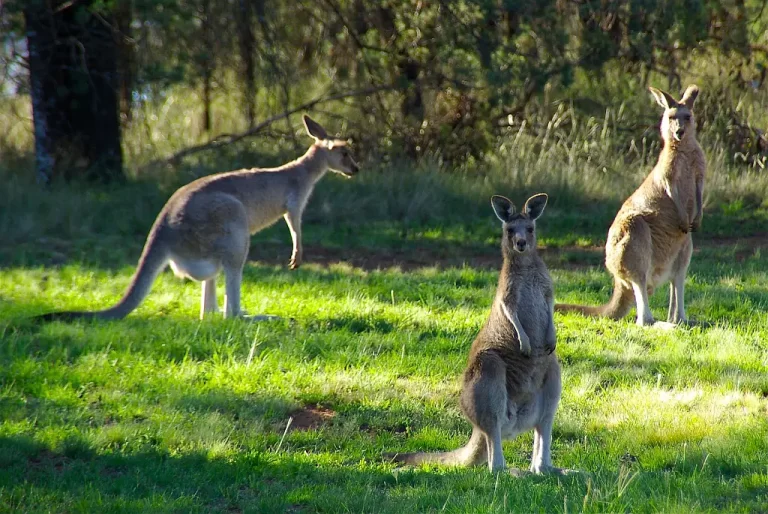 Dlaczego warto polecieć do Australii?